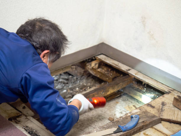 Best Attic Mold Removal  in Rosewood Heights, IL