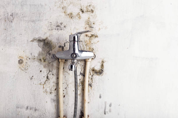 Best Home Mold Removal  in Rosewood Heights, IL