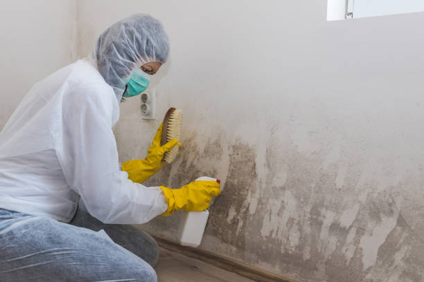Best Black Mold Removal  in Rosewood Heights, IL