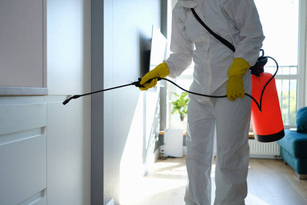 Best Office Mold Removal Services  in Rosewood Heights, IL